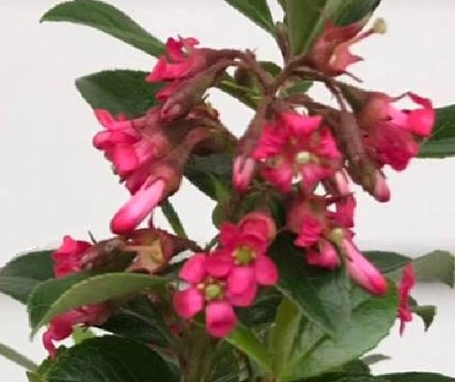 Escallonia Red Knight Carousel 2