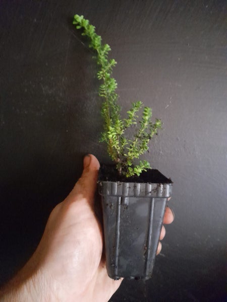 Prostanthera Cuneata Carousel 2