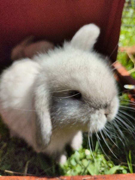 Pure Bred mini Lops bunnies Carousel 9
