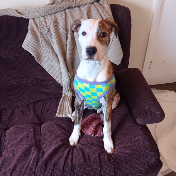 Jade (Ellie's Canine Rescue & Rehome) Carousel 2