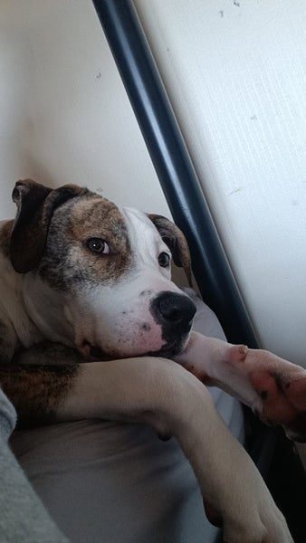 Jade (Ellie's Canine Rescue & Rehome) Carousel 4