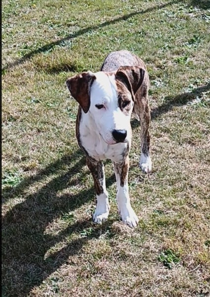 Jade (Ellie's Canine Rescue & Rehome) Carousel 1