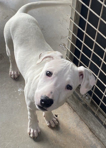 Puppies galore Carousel 1