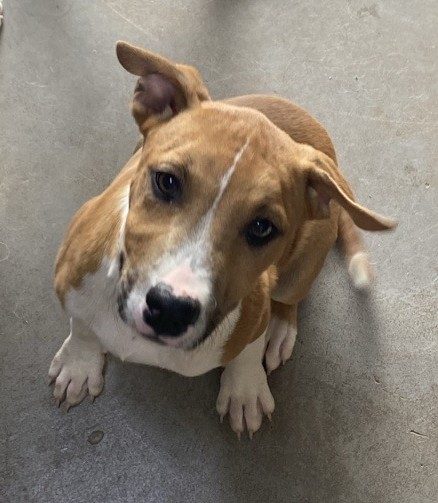 Puppies galore Carousel 2