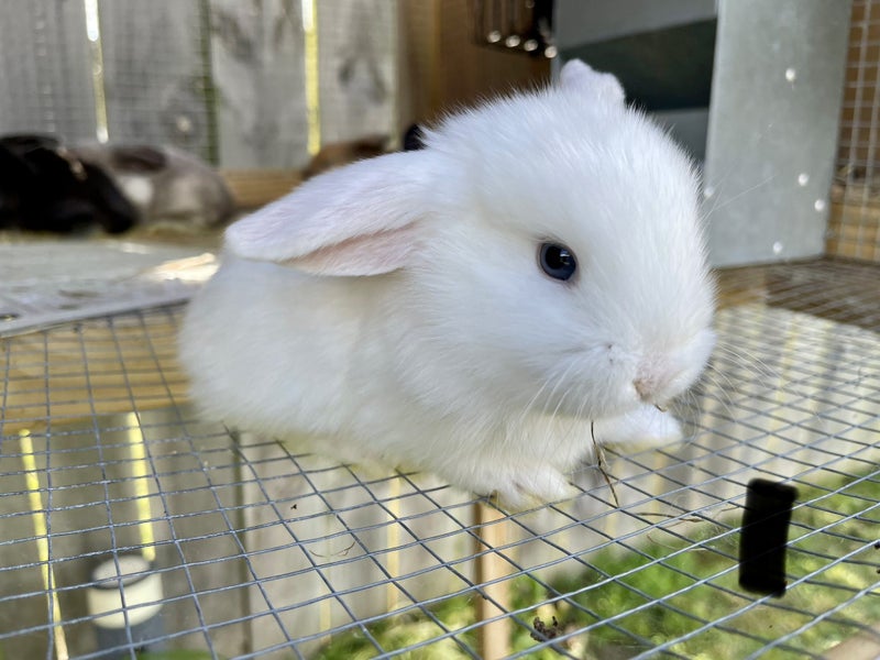 Purebred Mini lop kits Carousel 2