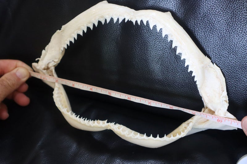 VINTAGE SHARK JAW Carousel 1