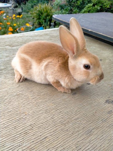 Dutch & Minirex kits Carousel 2