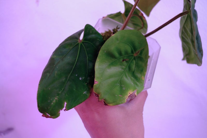 SUPER PLANTS | Anthurium Dressleri (mature size) Carousel 4