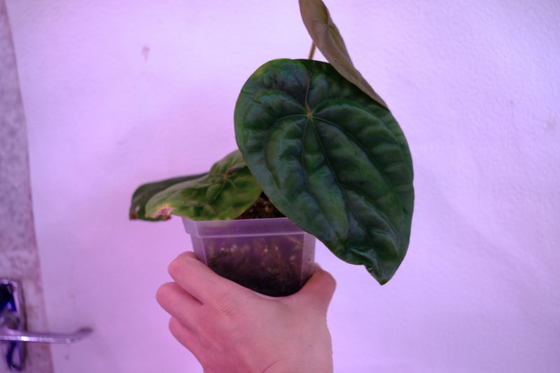 SUPER PLANTS | Anthurium Dressleri (mature size) Carousel 2