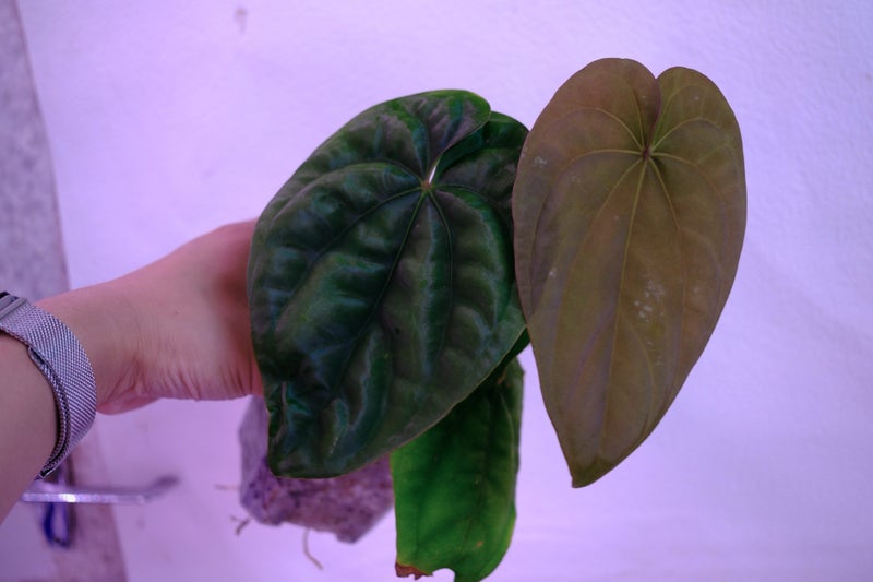 SUPER PLANTS | Anthurium Dressleri (mature size) Carousel 1