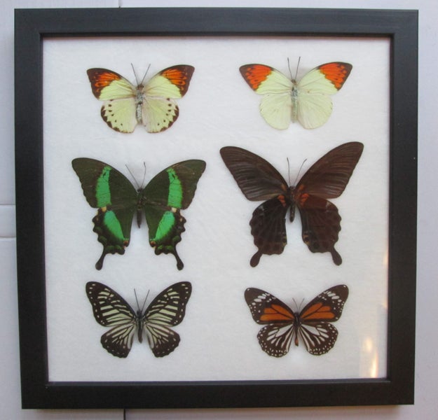 6 x Butterflies from around the world (Frame #4) Carousel 1