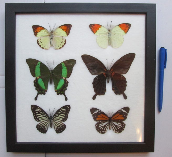 6 x Butterflies from around the world (Frame #4) Carousel 2