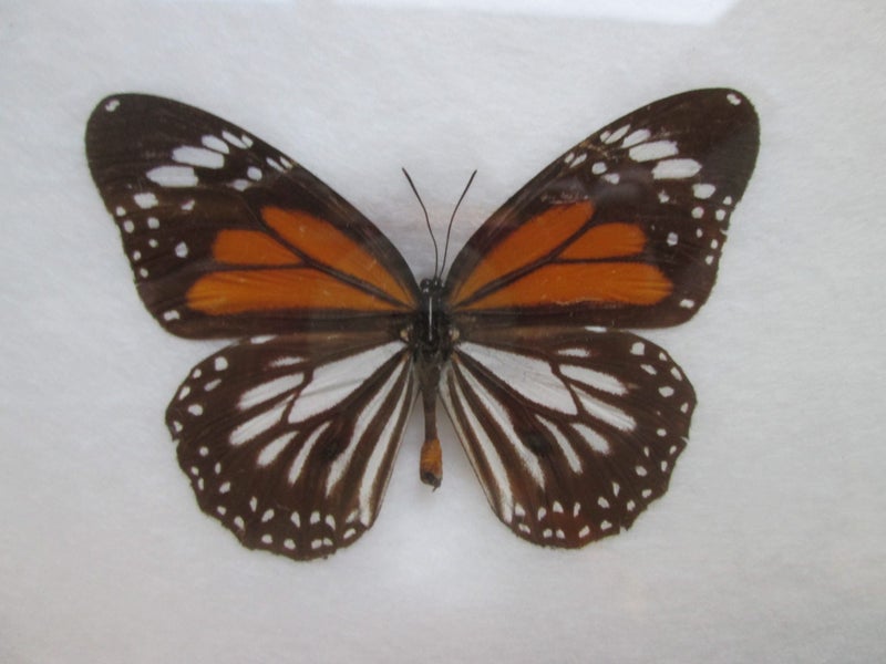 6 x Butterflies from around the world (Frame #4) Carousel 8