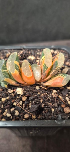 Haworthia truncata variegated succulent Carousel 1