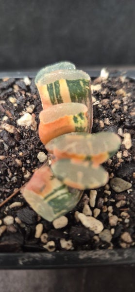 Haworthia truncata variegated succulent Carousel 2