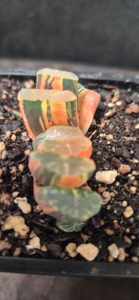 Haworthia truncata variegated succulent Carousel 3