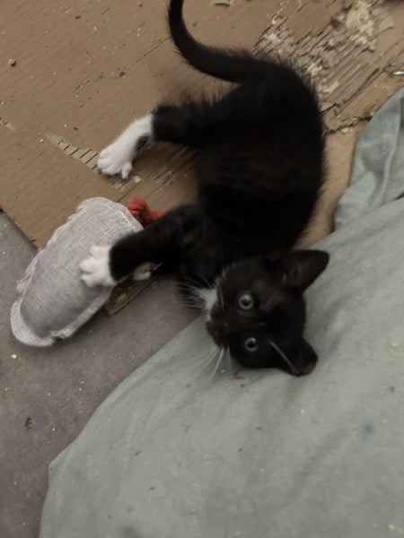 Hewy Duey and Louie Desexed Kittens Carousel 7