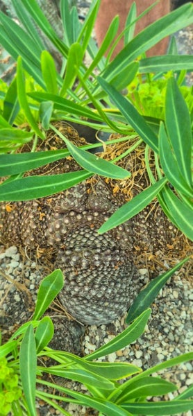 Euphorbia bupleurifolia female plant Carousel 3