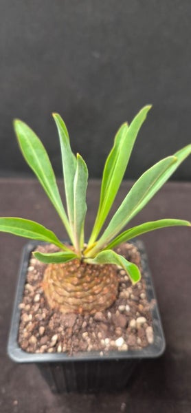 Euphorbia bupleurifolia female plant Carousel 1
