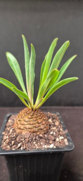 Euphorbia bupleurifolia female plant Carousel 2