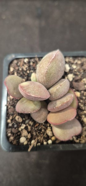 Adromischus marianiae halli succulent Carousel 3