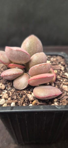 Adromischus marianiae halli succulent Carousel 1
