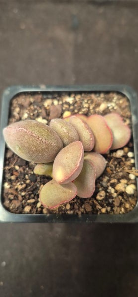 Adromischus marianiae halli succulent Carousel 2