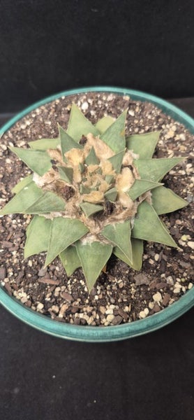 ariocarpus retusus cacti Carousel 2