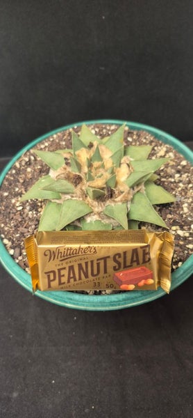 ariocarpus retusus cacti Carousel 1