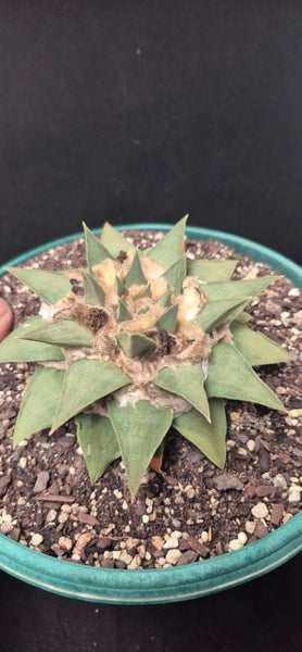 ariocarpus retusus cacti Carousel 3