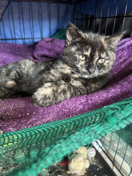 Sweet Torti Kitten Desexed Carousel 1