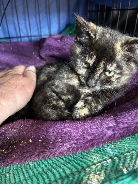 Sweet Torti Kitten Desexed Carousel 2