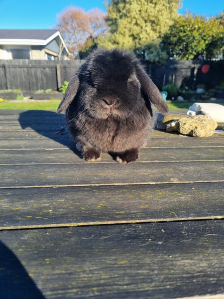 Pedigree Mini Lop Carousel 1