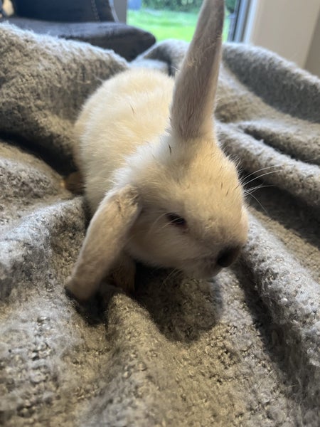 Mini Lop Rabbit Carousel 1