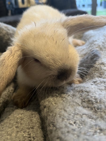 Mini Lop Rabbit Carousel 2