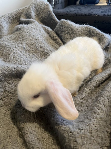 Mini Lop Rabbit Carousel 5