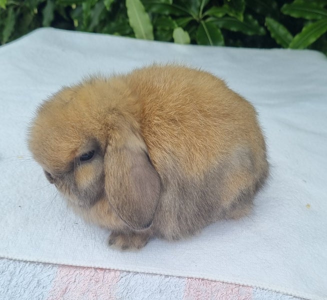 ~Little Lops Rabbitry~ Pedigree Mini Lops Carousel 2
