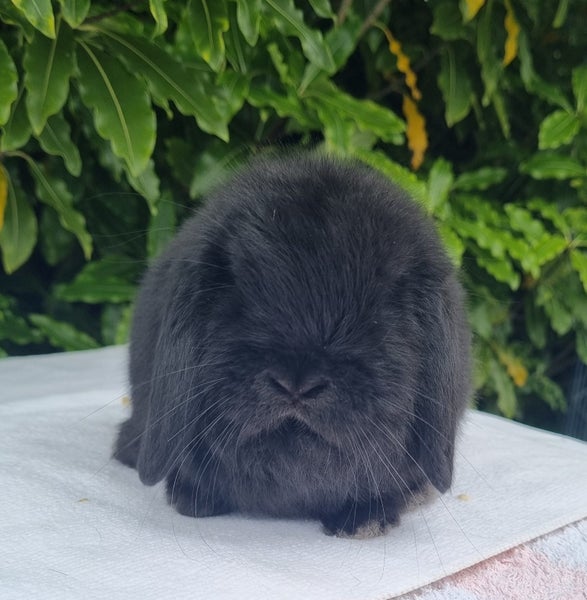 ~Little Lops Rabbitry~ Pedigree Mini Lops Carousel 6