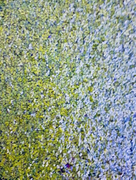 Duckweed - Lemna minor Carousel 2