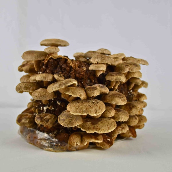 Shiitake Block Ready To Go - Grow Your Own Carousel 1