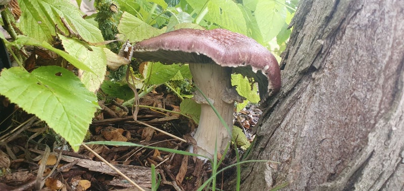 Edible Garden Giant Mushrooms/ Wine Cap/ Stropharia Rugosoannulata. 2KG Carousel 2
