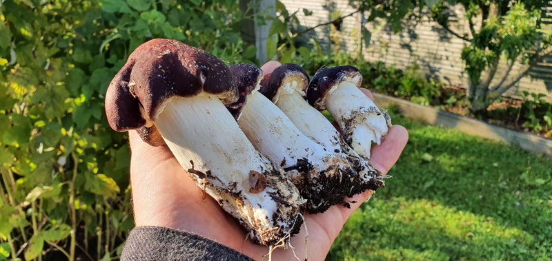 Edible Garden Giant Mushrooms/ Wine Cap/ Stropharia Rugosoannulata. 2KG Carousel 1