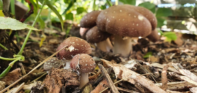 2KG - Edible Garden Giant Mushroom Starter Seed Carousel 1