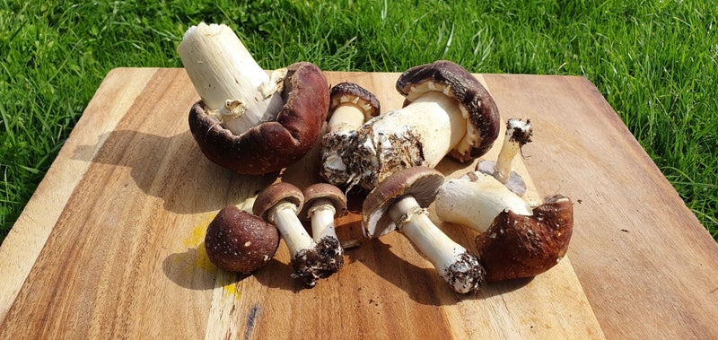 2KG - Edible Garden Giant Mushroom Starter Seed Carousel 2