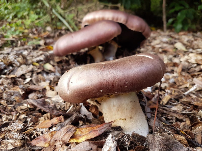 2KG - Edible Garden Giant Mushroom Starter Seed Carousel 9