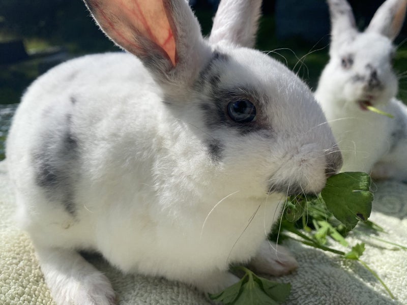 Purebred Standard Rex Rabbits Carousel 2