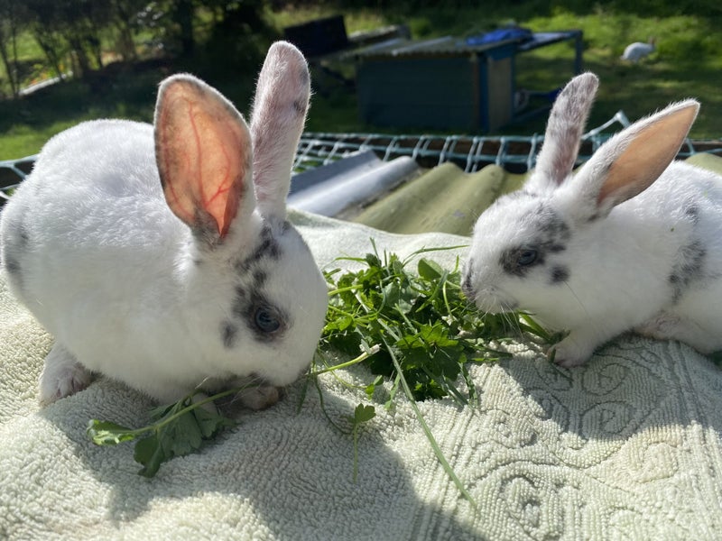 Purebred Standard Rex Rabbits Carousel 1