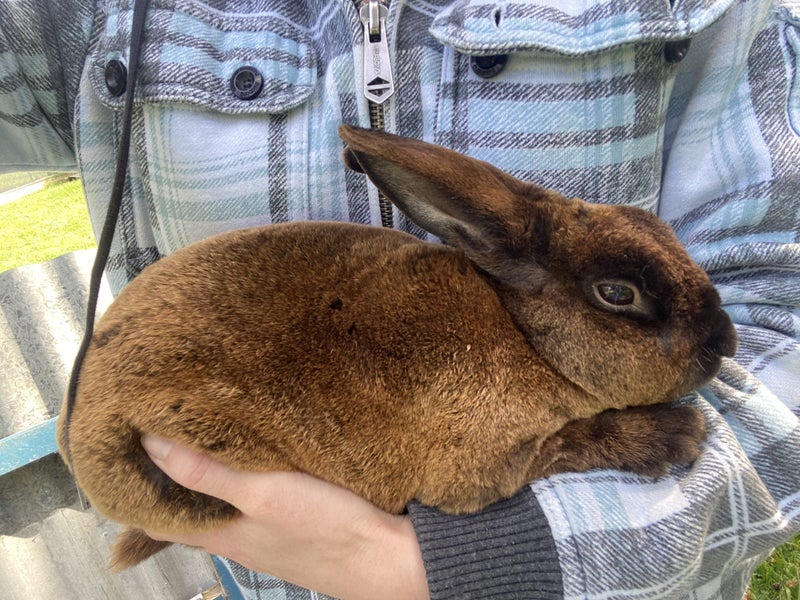 Purebred Standard Rex Rabbits Carousel 19