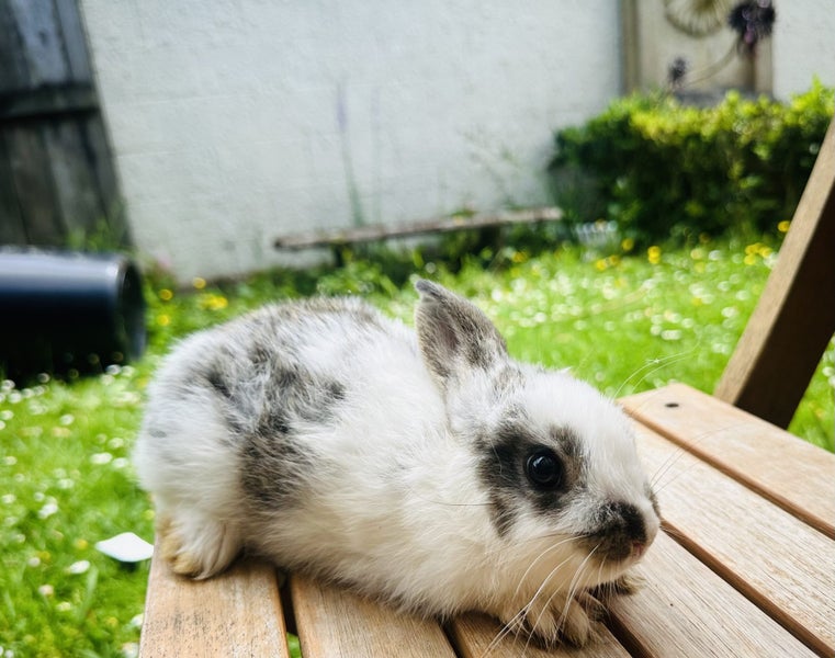 Adorable Mini Lop Rabbits Carousel 16
