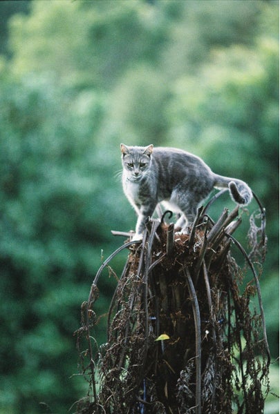 Canon EOS300+EF135mm f2+EF 28-90mm F4-5.6 Carousel 1